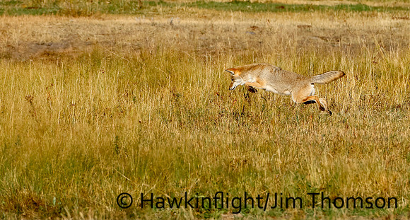 Coyote