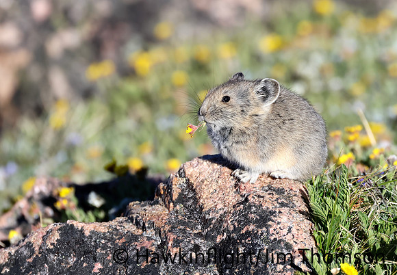 American Pika