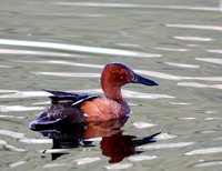 Cinnamon Teal