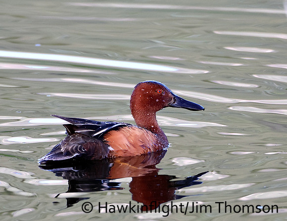 Cinnamon Teal
