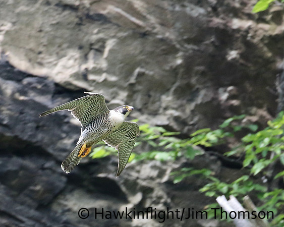 Peregrine Falcon