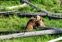 Grizzly Bears
