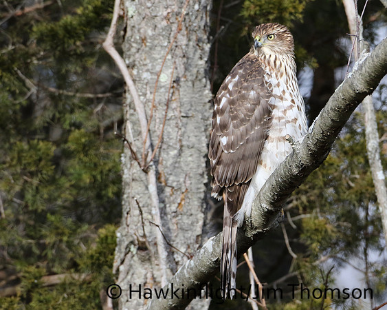 Cooper's Hawk