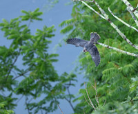 Peregrine Falcon