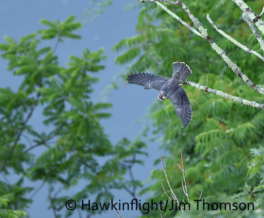 Peregrine Falcon
