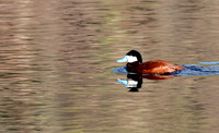 Ruddy Duck