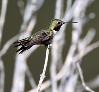 Broad-tailed Hummingbird