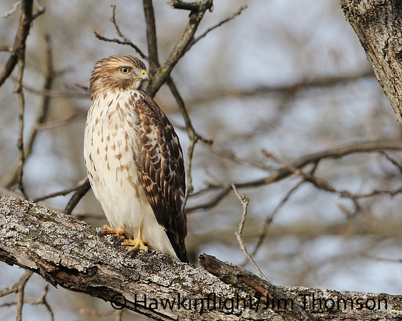 Res-shouldered Hawk