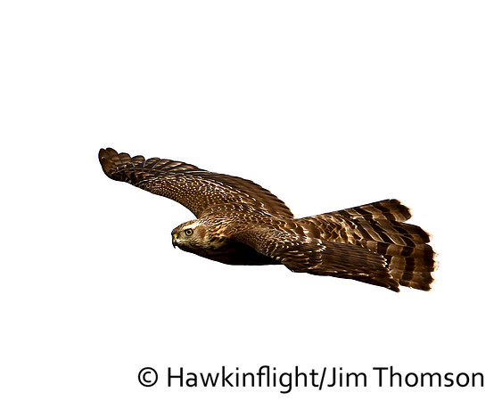 American Goshawk