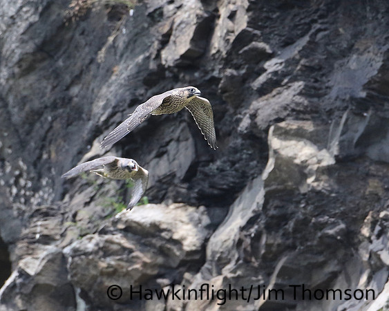 Peregrine Falcon