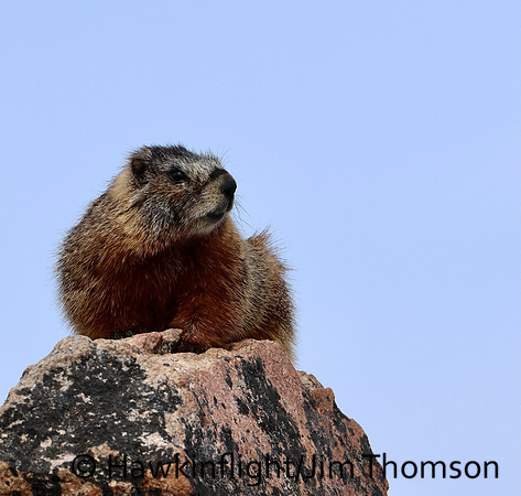 Yellow-Bellied Marmot