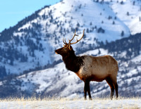 Elk