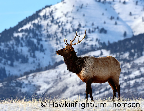 Elk