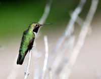 Broad-tailed Hummingbird