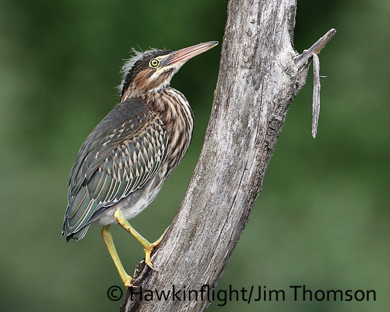 Green Heron