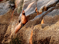Steller Sea Lion