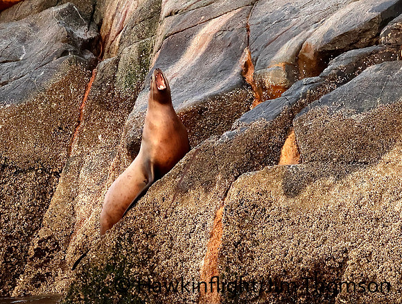 Steller Sea Lion