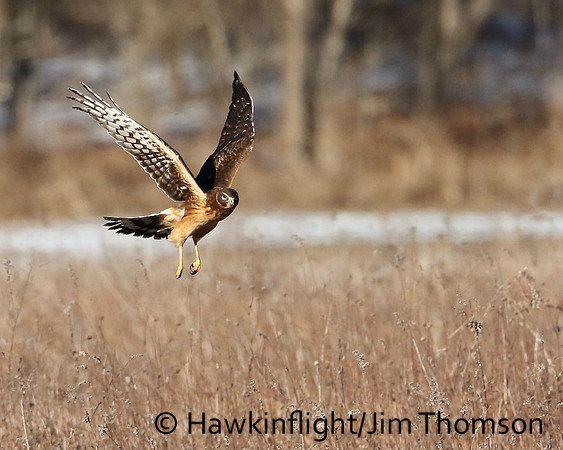 Northern Harrier