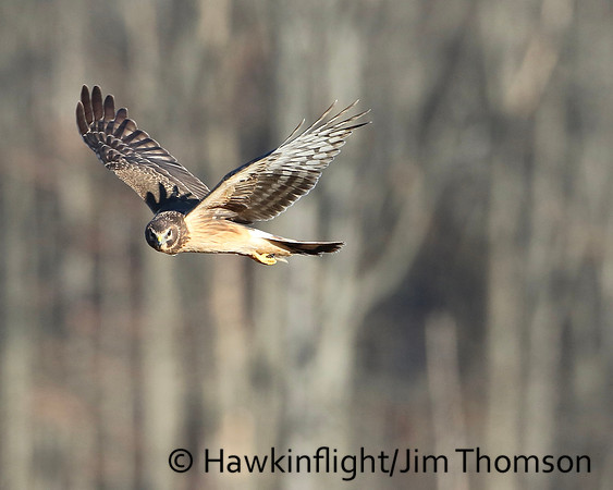 Northern Harrier