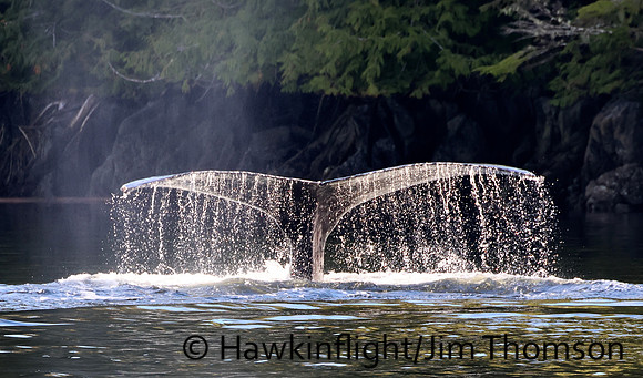 Humpback Whale
