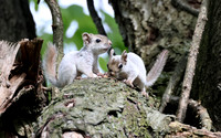 Red Squirrel