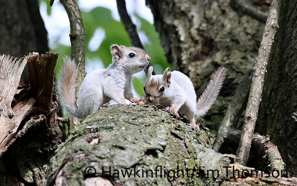 Red Squirrel