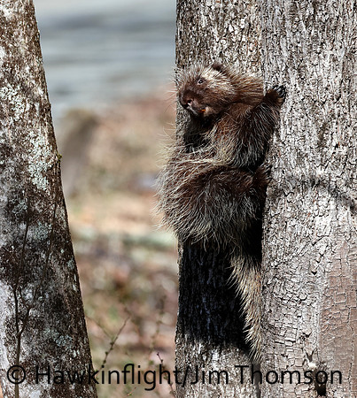 Porcupine