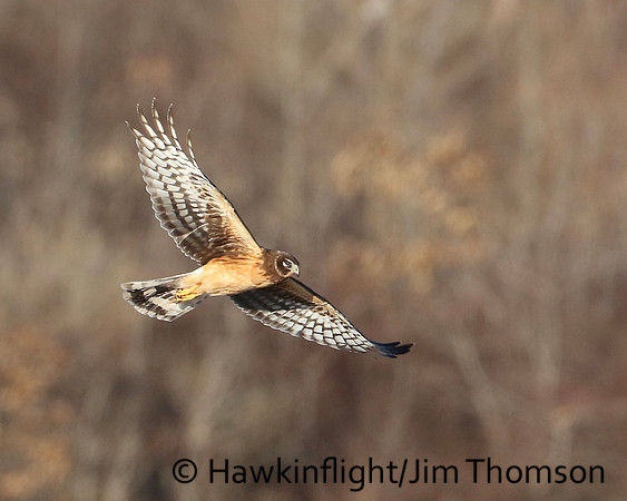 Northern Harrier