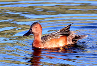 Cinnamon Teal