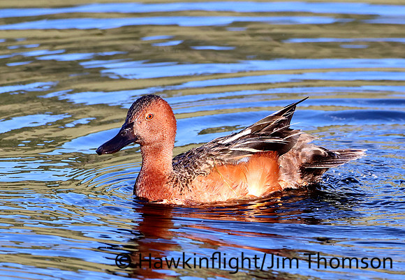 Cinnamon Teal