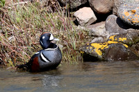 Harlequin Duck