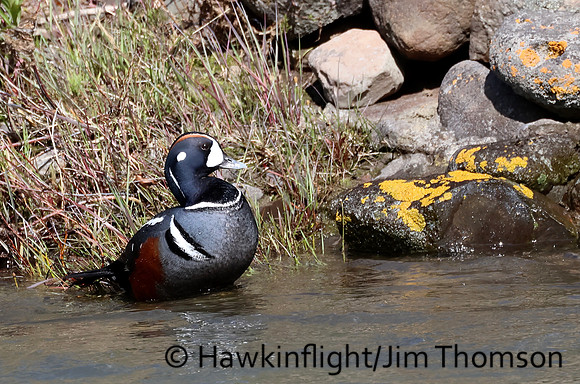 Harlequin Duck