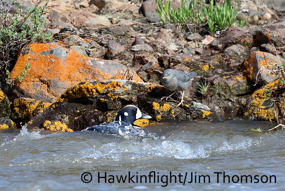 American Dipper