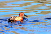 Cinnamon Teal