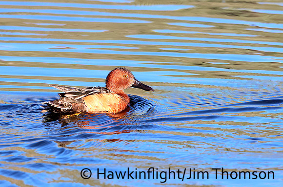 Cinnamon Teal