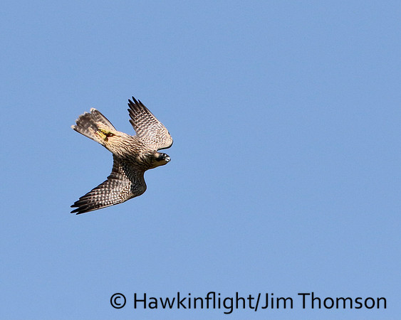 Peregrine Falcon