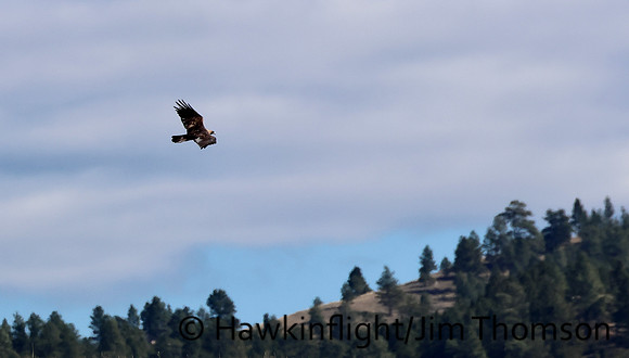 Golden Eagle