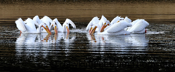 American White Pelican
