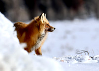Red Fox