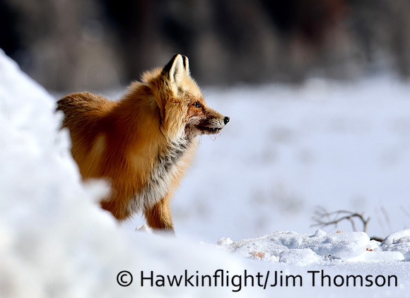 Red Fox