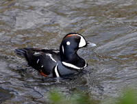 Harlequin Duck
