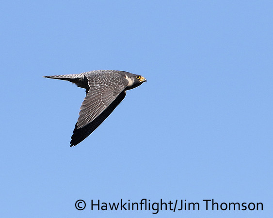 Peregrine Falcon