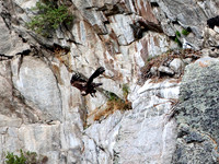 Golden Eagle-Nest