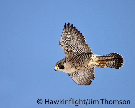 Peregrine Falcon