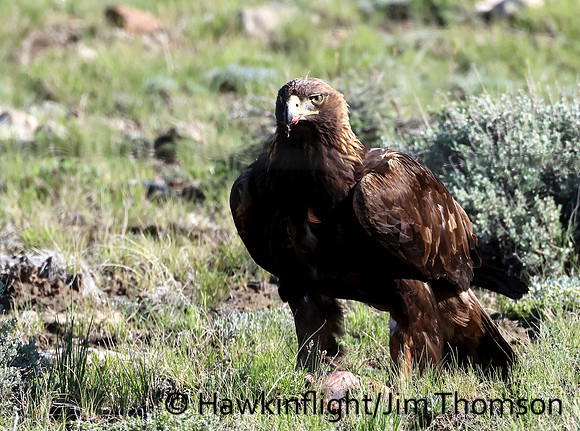 Golden Eagle