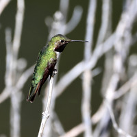Broad-tailed Hummingbird