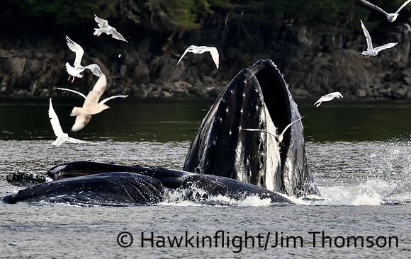 Humpback Whale