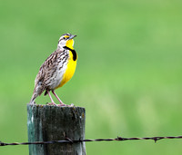 Western Meadowlark