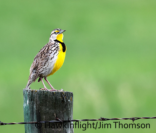 Western Meadowlark
