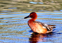 Cinnamon Teal